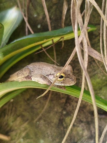 Leopard Tree Frog