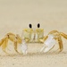 Atlantic Ghost Crab - Photo (c) James Spitznas, all rights reserved, uploaded by James Spitznas