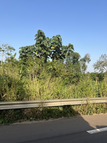 African corkwood tree