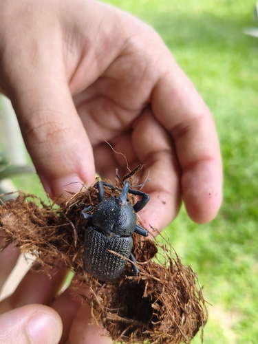 black coconut bunch weevil