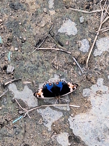 Blue Pansy