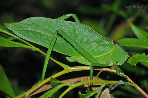 Stilpnochlora azteca