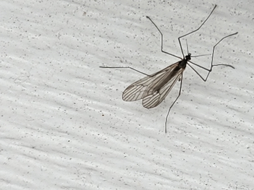 Unknown species found near Butler County, US-PA, US