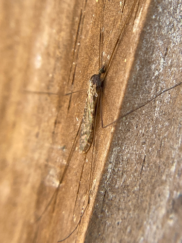 Unknown species found near Richmond Hill Dr, Asheville, NC, US