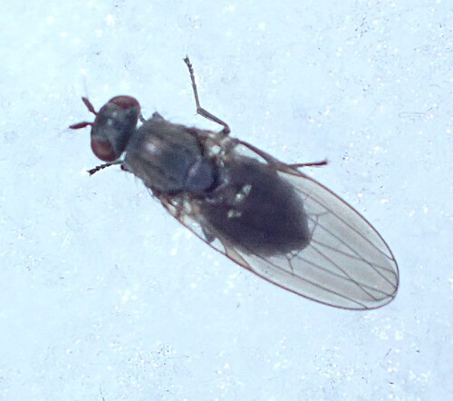 Unknown species found near Middlesex, VT, USA