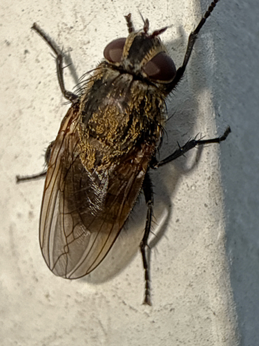 Unknown species found near Westchester County, US-NY, US