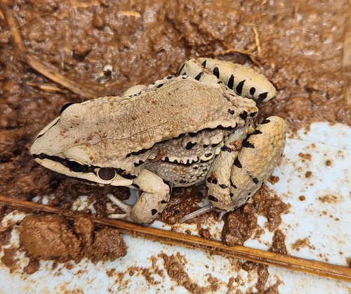 Mustached Frog