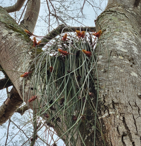 pinecone bromeliad