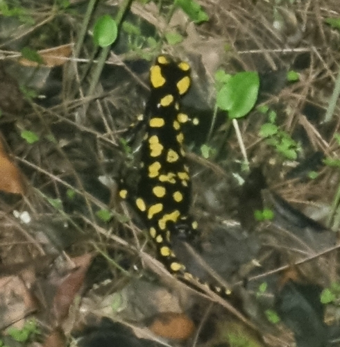 Avistamiento Salamandra común (Sierra Nevada)