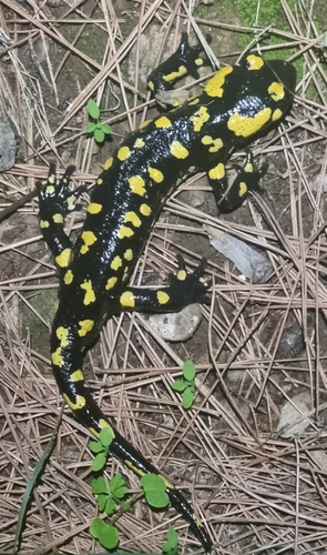 Avistamiento Salamandra común (Sierra Nevada)