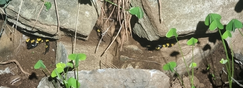 Avistamiento Salamandra común (Sierra Nevada)