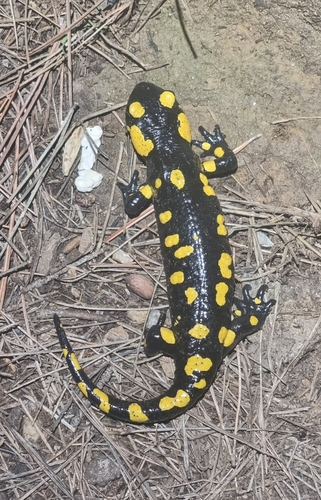 Avistamiento Salamandra común (Sierra Nevada)