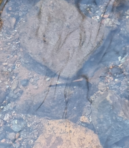 Avistamiento Salamandra común (Sierra Nevada)