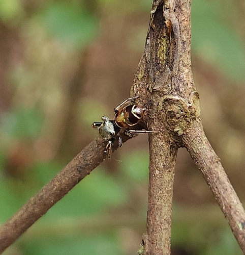 Bryantella smaragda