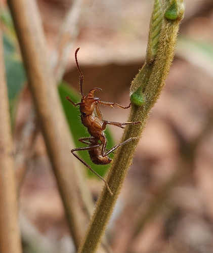 Ectatomma tuberculatum