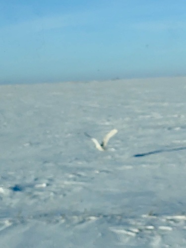 Snowy Owl