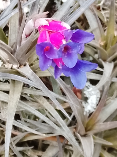 Tillandsia aeranthos