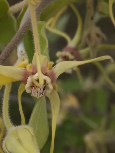 Oxypetalum pannosum