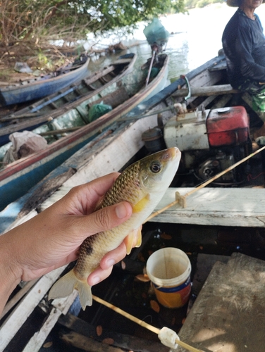Leporinus piau