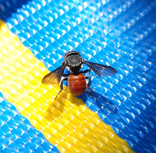 Foveolate Margined-Resin bee