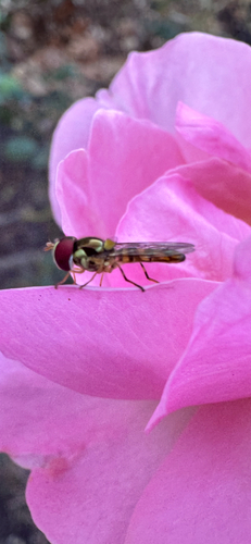 Unknown species found near Harris County, US-TX, US