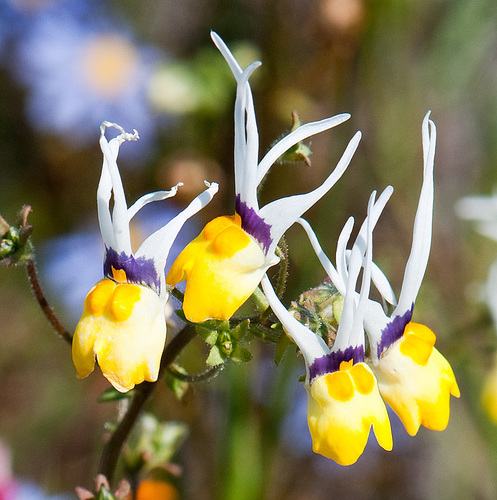 Nemesia cheiranthus E.Mey. ex Benth.