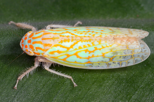 Hamule Insecte Hamulotettix ungulatus · iNaturalist