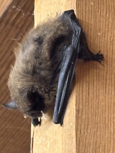 Little Brown Bat observed by tommyroche