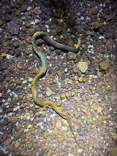 Northern Brown Snake sighting