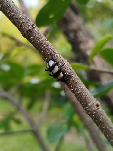 Poecilesthus fasciatus