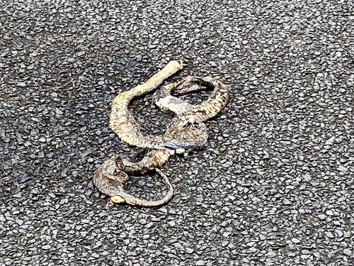 Eastern Brown Snake sighting