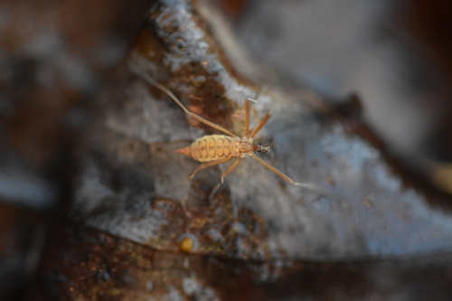 Unknown species found near Sullivan County, TN, USA