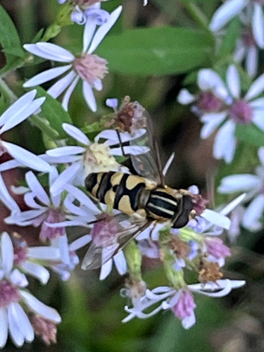 Unknown species found near Gilsland Farm Rd, Falmouth, ME, US