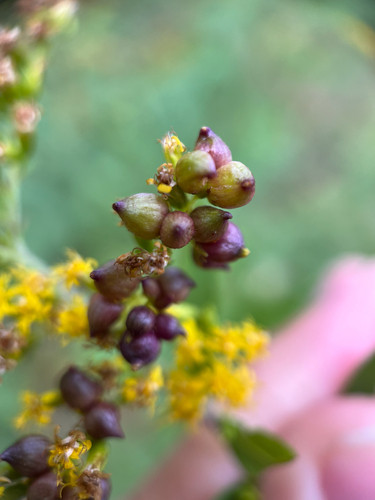 Unknown species found near Cumberland County, US-ME, US