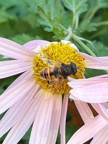 Unknown species found near Danforth St, Portland, ME, US
