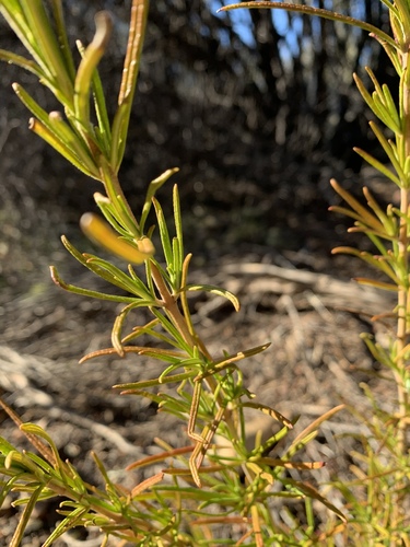 Woolly Blue Curls foliage