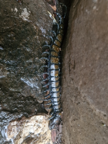 African Giant Centipede