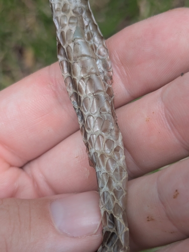 Brown Tree Snake sighting