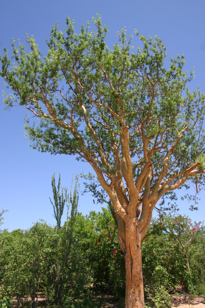 Elephant Tree (Bursera microphylla) · iNaturalist