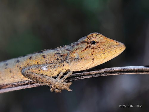 Wang’s Garden Lizard