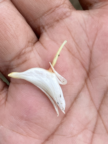 Dove flower