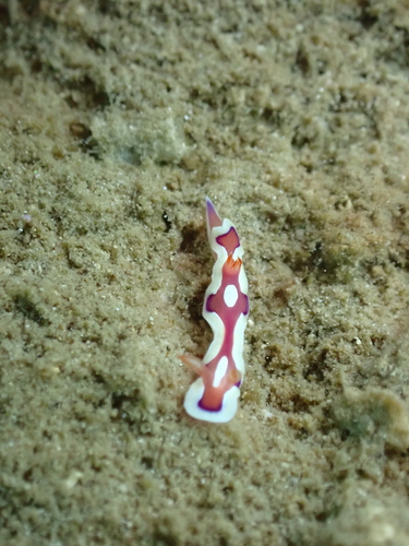 Mexichromis pusilla — seen at this dive site