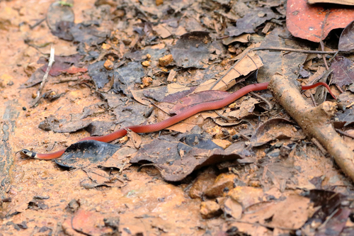 Tantilla boipiranga