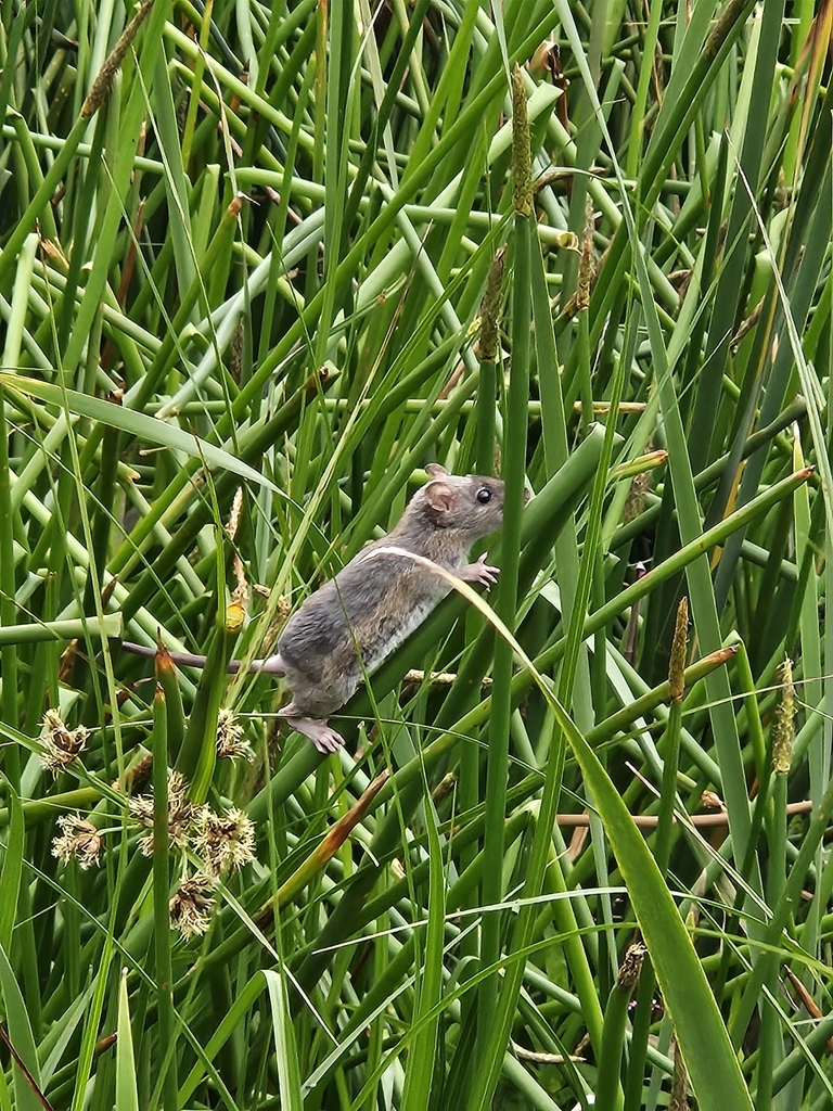 Bush rat