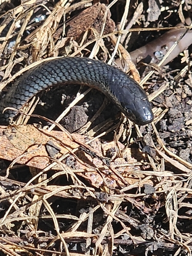 Eastern Small-eyed Snake sighting