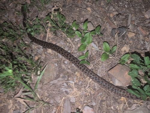 Children's Pythons sighting