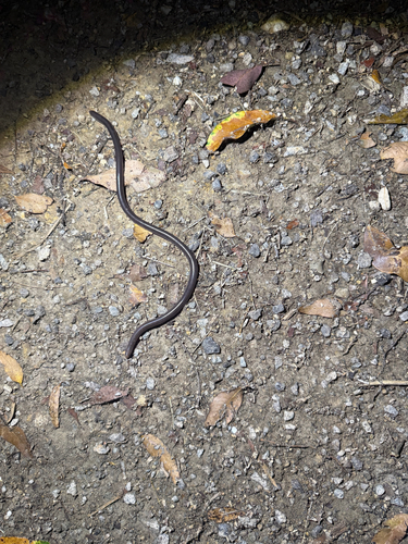 Blackish Blind Snake sighting