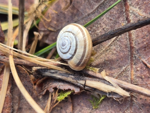 Helicella itala