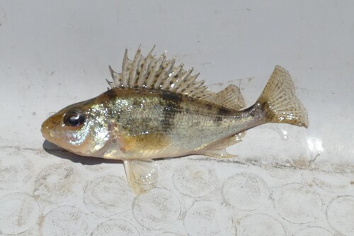 Danube Ruffe