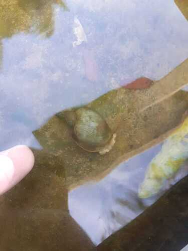 Lymnaea stagnalis